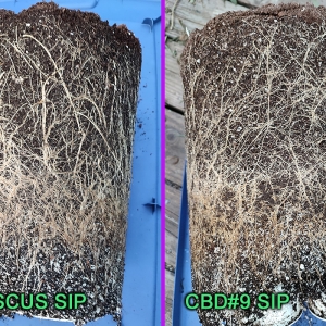 HI-BISCUS_SIP_vs_CBD#9_SIP-1.jpg