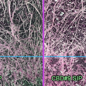 SIP_compare_root_detail1.jpg