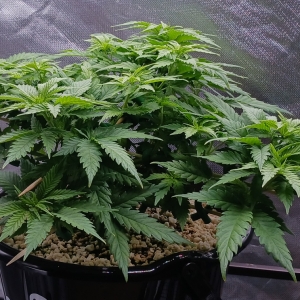 Girl Scout Cookies 22 December 2024.jpg