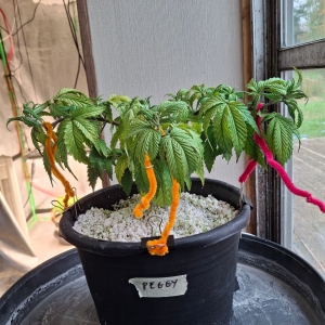 Pineapple Express (Peggy)-Day 53-b1.jpg