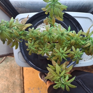 Pineapple Express (Peggy)-Day 82-i4.jpg