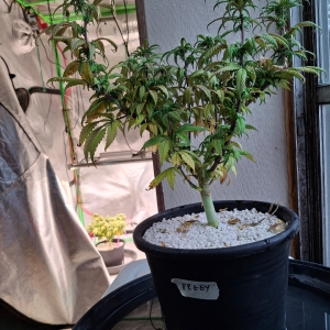 Pineapple Express (Peggy)-Day 7F-k1.jpg