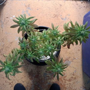 Pineapple Express (Peggy)-Day 7F-k5.jpg