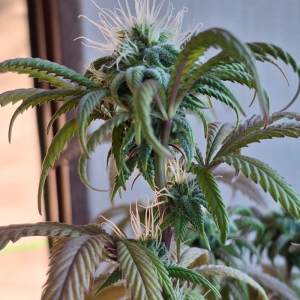 Pineapple Express (Peggy)-Day 13F-l2.jpg