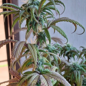 Pineapple Express (Peggy)-Day 13F-l3.jpg