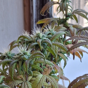 Pineapple Express (Peggy)-Day 13F-l6.jpg