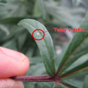 Aphid.JPG