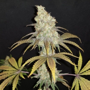 blueberry-cannapot-seeds-hanfsamen-weedseeds-shop.jpg