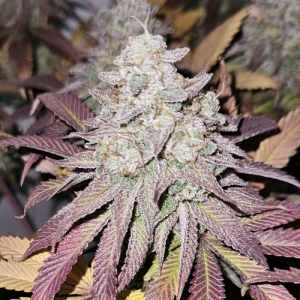 blue-dream-budshot-cannapot-seeds-hanfsamen-420.jpg