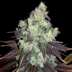 columbian-thai-cannapotseeds-hanfsamen-weed-maryjane.jpg