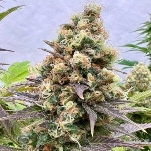 do-the-lemon-thai-cannapot-seeds-hanfsamen-dope-420-weed.jpg