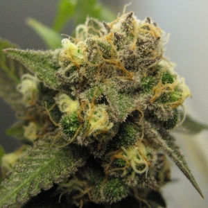 exodus-cheese-cannapotseeds-hanfsamen-weed-420-dope.jpg