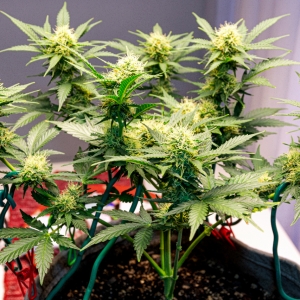 Super Mazar auto