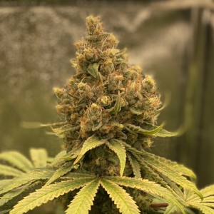 exodus-cheese-hanfsamen-cannbisseeds-420-customer.jpg