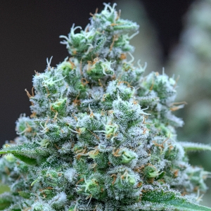 Day 63 of 104 HS bud 29 Dec.jpg