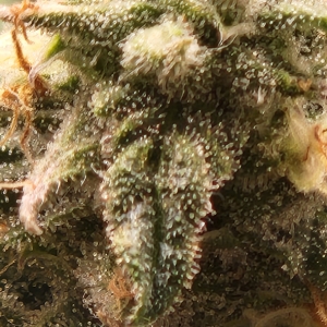 NL Bud close-up