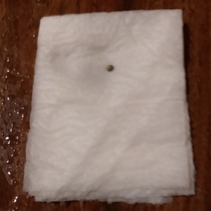 CN - GSMT1107-03 - Scamp Seed - On Napkin.jpg