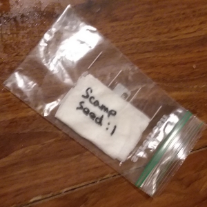 CN - GSMT1107-04 - Scamp Seed - In Baggie.jpg