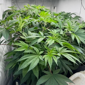 Veg room