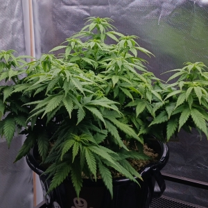 Girl Scout Cookies 01 January 2025.jpg