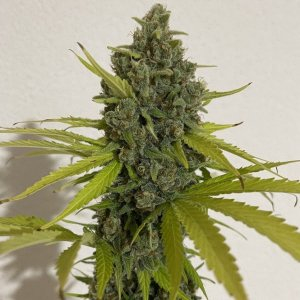 CannaPot - Chocolope