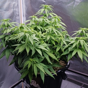 Girl Scout Cookies 02 January 2025.jpg