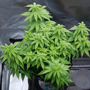 Girl Scout Cookies 02 January 2025 1.jpg