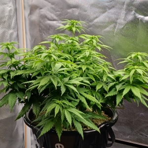 Girl Scout Cookies 03 January 2025.jpg