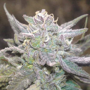 rs11-rainbow-sherbet-cannapot-seeds-female-weed.jpg