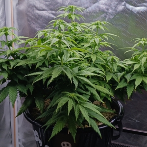 Girl Scout Cookies 04 January 2025.jpg