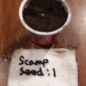 CN - GSMT1107-07 - Scamp Seed - Planted.jpg