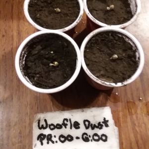 CN-J2025-00 - 13- Woofle Dusts Planted.jpg