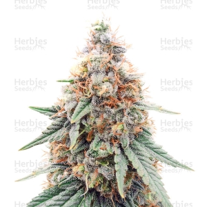 Herbies Seeds - Northern Lights