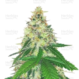 Herbies Seeds - Apple Betty