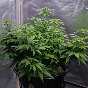 Girl Scout Cookies 05 January 2025.jpg