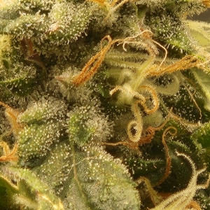 NL Bud detail