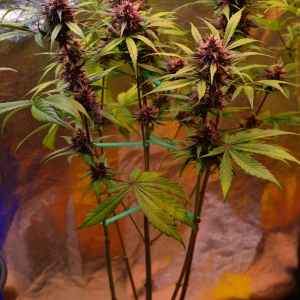 BlueDream_2024_12_19_20_48_36.jpg