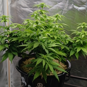 Girl Scout Cookies 06 January 2025.jpg