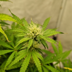 Valentinococogrow2x2.2