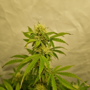 Valentinococogrow2x2.3