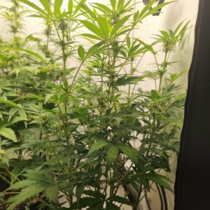 Valentinococogrow2x2.4