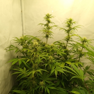 Valentinococogrow2x2.5