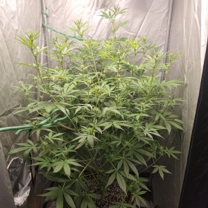 Valentinococogrow2x2.6