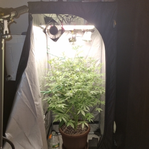 Valentinococogrow2x2.7