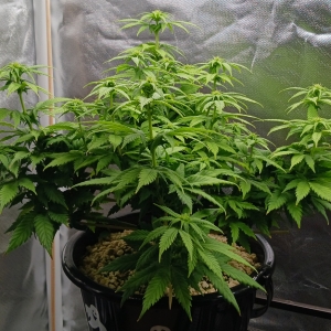 Girl Scout Cookies 07 January 2025.jpg