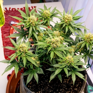 Super Mazar auto