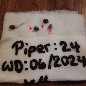 CN-J2025-01 - 02 - Remaining Piper Seeds Sprouted.jpg