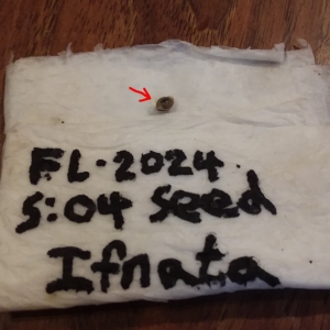 CN - Feyleaf-S04 - Ifnata Sprouted.jpg