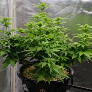 Girl Scout Cookies 08 January 2025.jpg