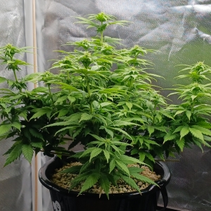 Girl Scout Cookies 09 January 2025.jpg